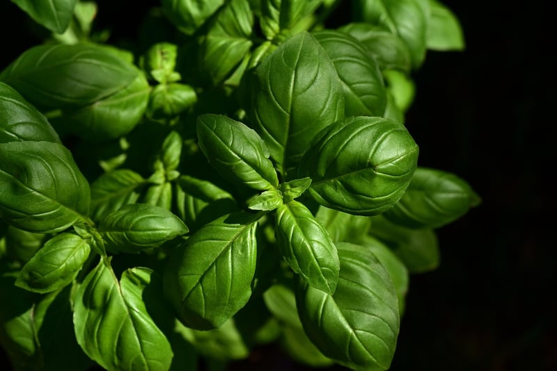 Fresh herbs in a vertical garden